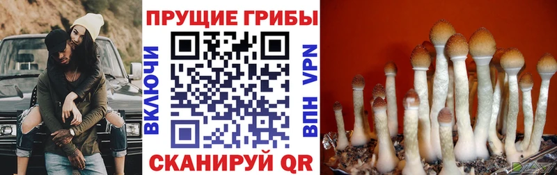 как найти   Курчалой  Псилоцибиновые грибы Cubensis 