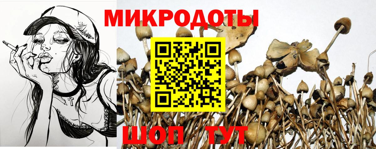 наркотики  Галлюциногенные грибы мухоморы  Вход с VPN  Галлюциногенные грибы GOLDEN TEACHER  Курчалой 